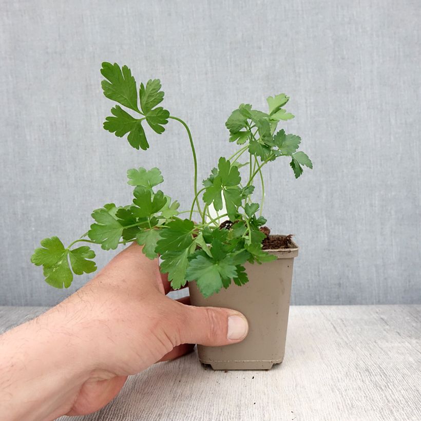 Esimerkki keväällä toimitetusta Persil Géant d'Italie en plants Godet de 8/9 cm-taimesta