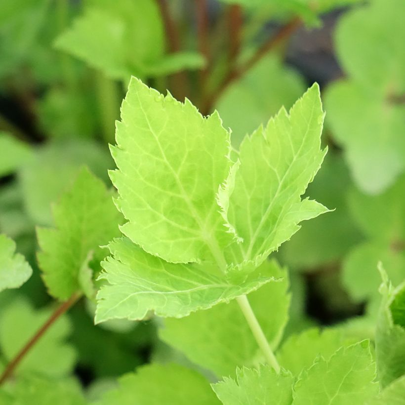 Japaninyrttiputki - Cryptotaenia japonica (Lehvistö)