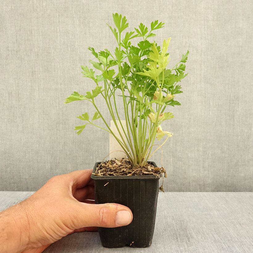 Esimerkki kesällä toimitetusta Silopersilja - Petroselinum crispum var. neapolitanum 8/9 cm taimiruukku-taimesta