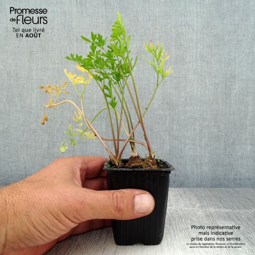 Esimerkki kesällä toimitetusta Juuripersilja luomu - Petroselinum crispum 7/8 cm taimiruukku-taimesta