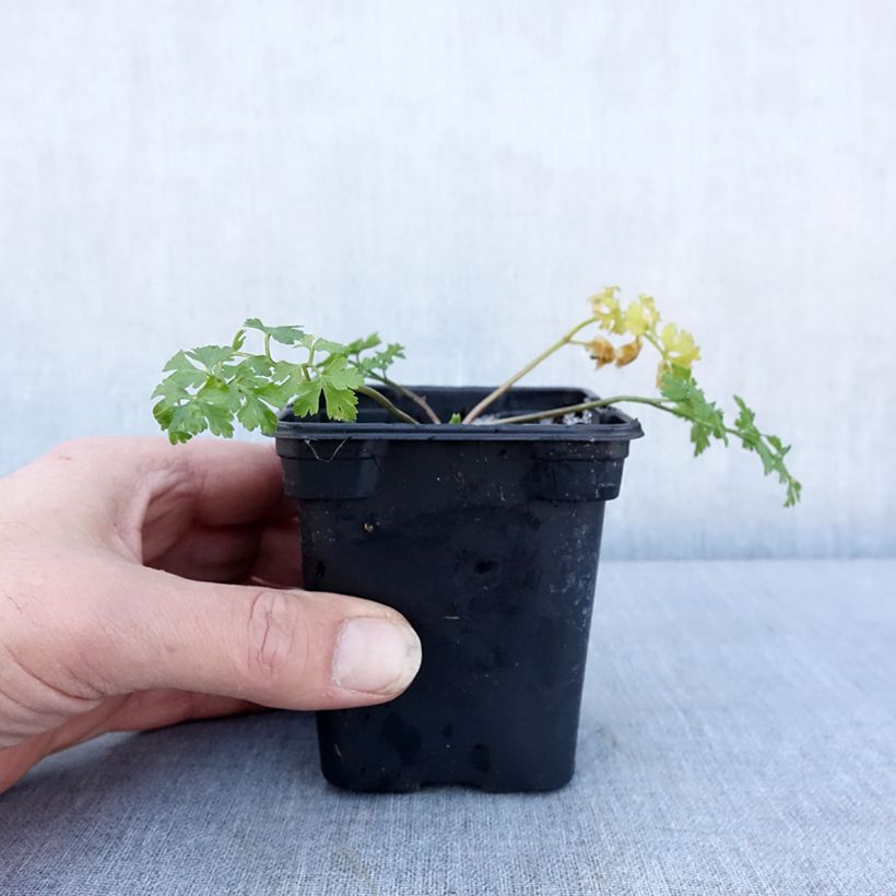 Esimerkki talvella toimitetusta Juuripersilja luomu - Petroselinum crispum 7/8 cm taimiruukku-taimesta
