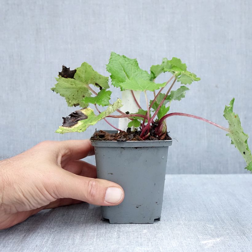 Esimerkki syksyllä toimitetusta Valkoruttojuuri - Petasites albus 8/9 cm taimiruukku-taimesta