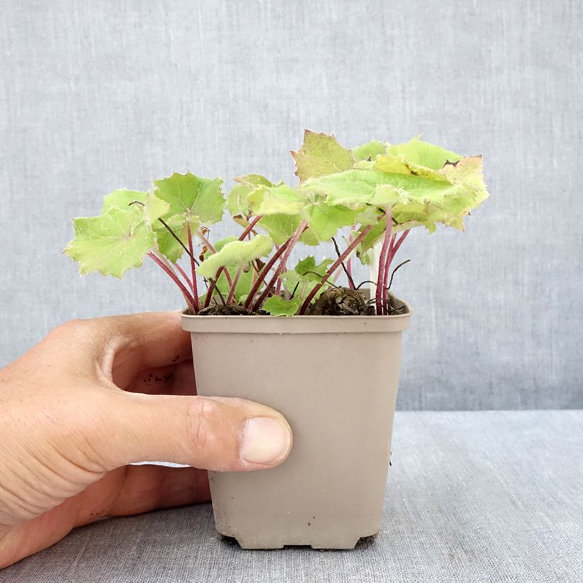 Esimerkki kesällä toimitetusta Valkoruttojuuri - Petasites albus Taimiruukku 8/9 cm-taimesta