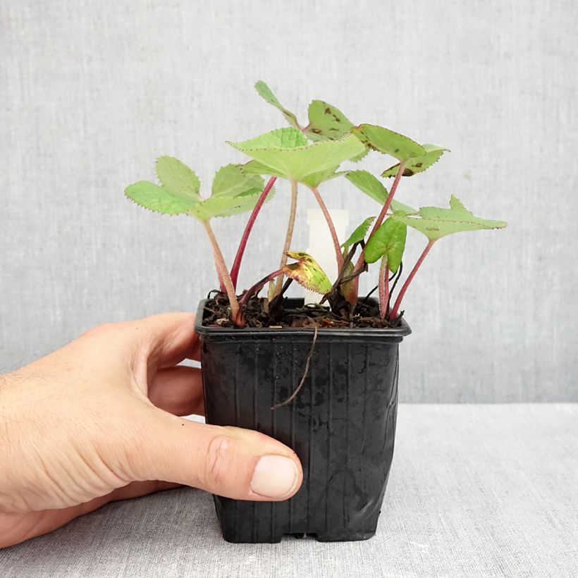 Esimerkki syksyllä toimitetusta Ruttojuure - Petasites fragrans 8/9 cm taimiruukku-taimesta