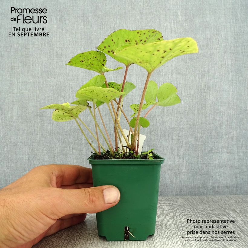Esimerkki kesällä toimitetusta Ruttojuure - Petasites fragrans Godet de 8/9 cm-taimesta
