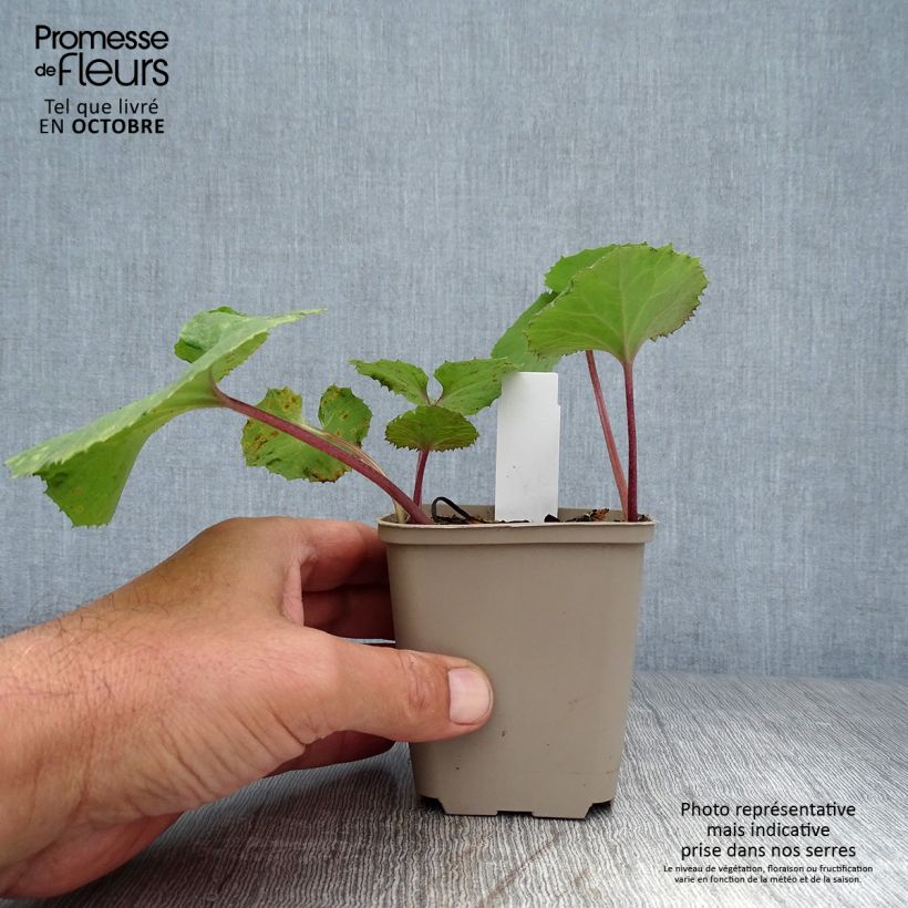 Esimerkki syksyllä toimitetusta Japaninruttojuuri Giganteus 8/9 cm taimiruukku-taimesta