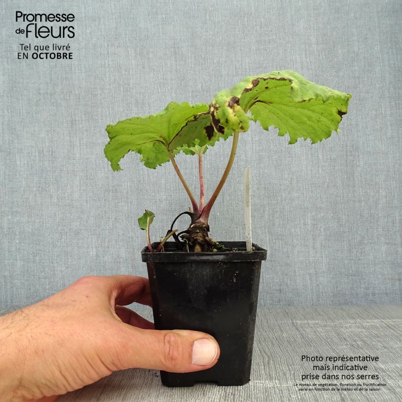 Esimerkki syksyllä toimitetusta Japaninruttojuuri variegatus 8/9 cm taimiruukku-taimesta