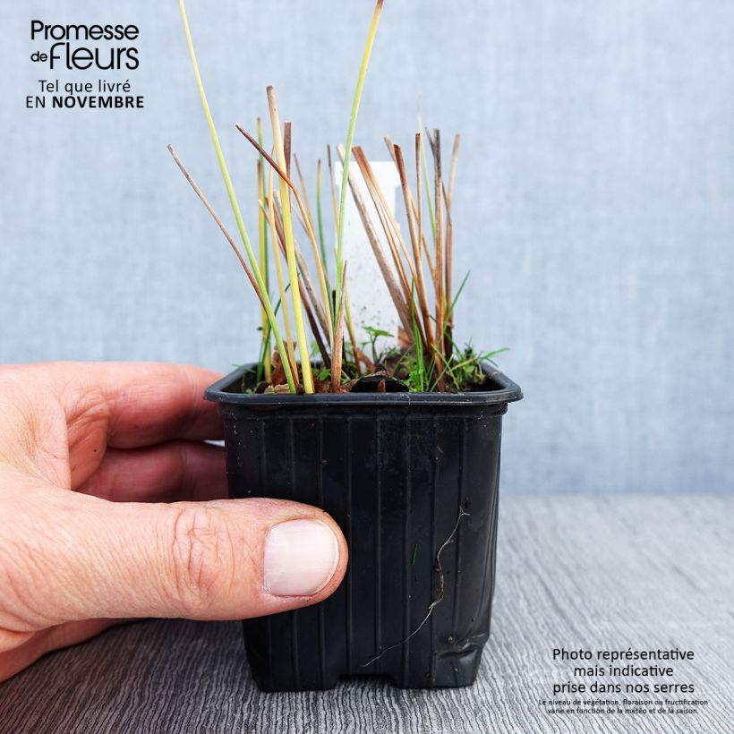 Esimerkki syksyllä toimitetusta Pikkuosmankäämi - Typha minima 8/9 cm taimiruukku-taimesta