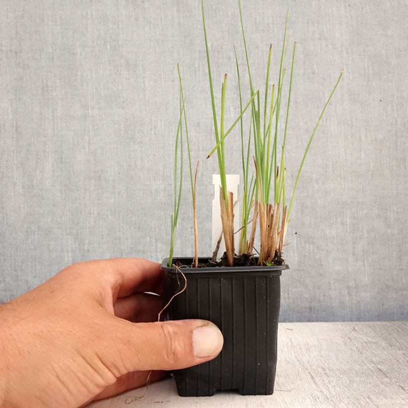 Esimerkki kesällä toimitetusta Pikkuosmankäämi - Typha minima Godet de 8/9 cm-taimesta