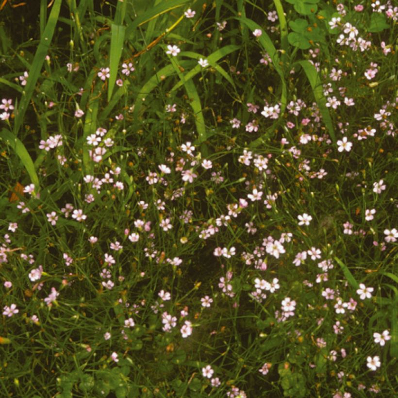 Kalliokehtoneilikka - Petrorhagia saxifraga (Kukinta)