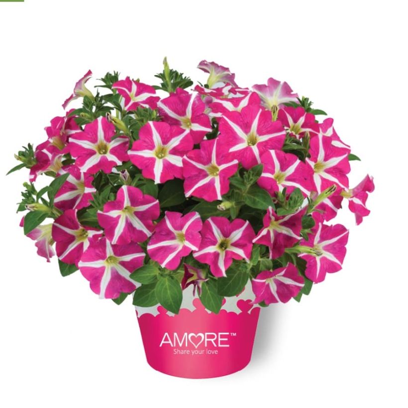 Tarhapetunia Amore Pink Hearts (Kasvutapa)