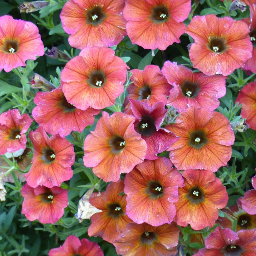 Petchoa hybrida BeautiCal Cinnamon (Kukinta)