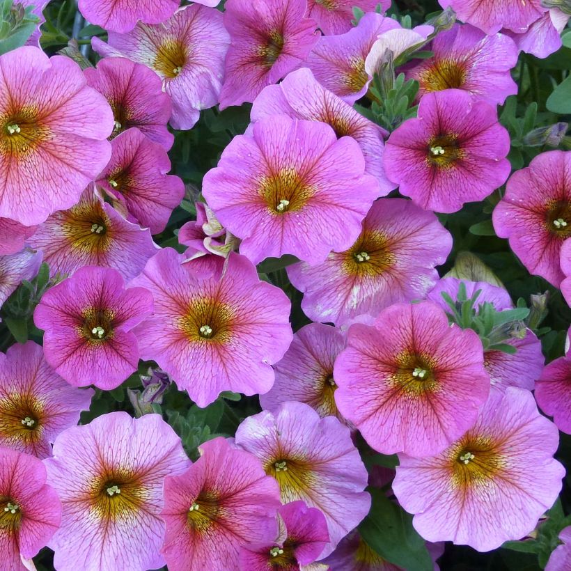 Petchoa hybrida BeautiCal Sunray Pink (Kukinta)