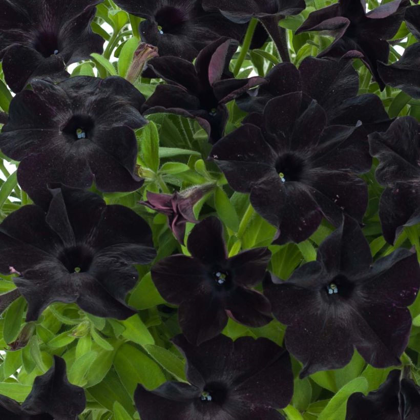 Tarhapetunia Black Ray (Kukinta)