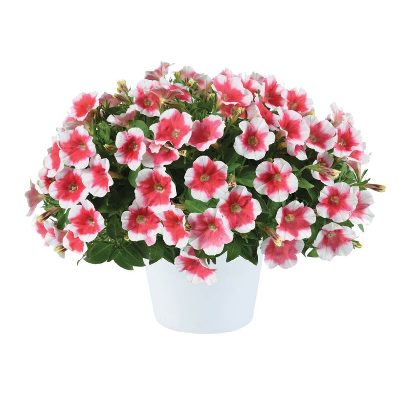 Tarhapetunia Capella Cherry Vanilla (Kukinta)