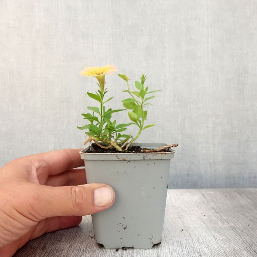 Esimerkki kesällä toimitetusta Tarhapetunia Cascadia Indian Summer Godet de 8/9 cm-taimesta