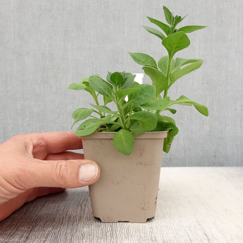 Esimerkki keväällä toimitetusta Tarhapetunia Cascadias Rim Magenta 8/9 cm taimiruukku-taimesta