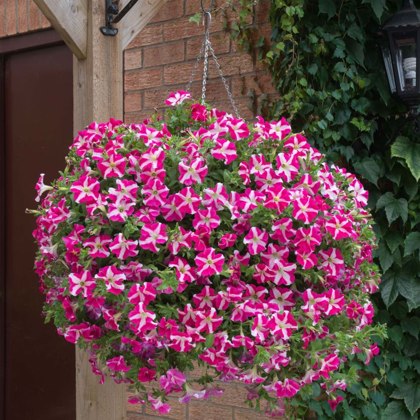 Tarhapetunia Designer Rose Star (Kasvutapa)