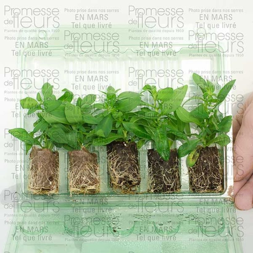 Esimerkki toimitetusta Miljoonakello Million Bells Lemon Mini-motte Ø 3/4 cm-taimesta