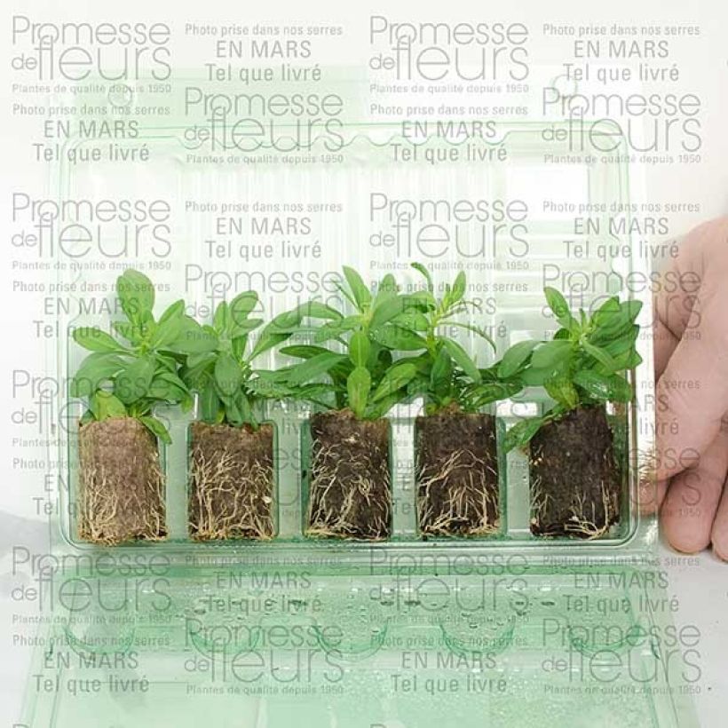Esimerkki toimitetusta Miljoonakello Million Bells Trailing Ice Mini-motte Ø 3/4 cm-taimesta