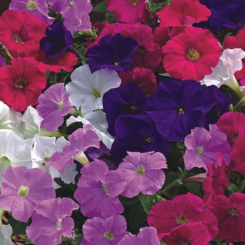 Tarhapetunia Picobella Cascade (Kukinta)