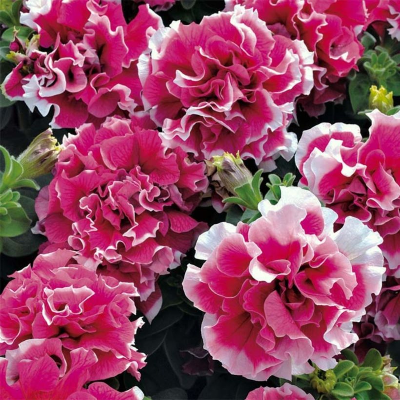 Tarhapetunia Pirouette (Kukinta)