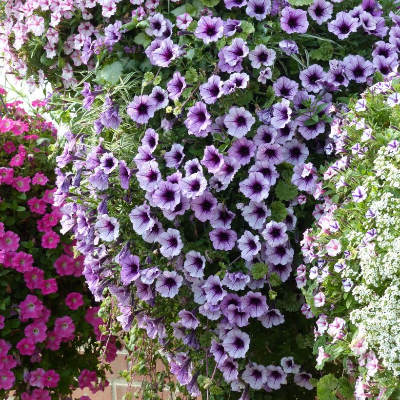 Tarhapetunia Supertunia Bordeaux (Kasvutapa)