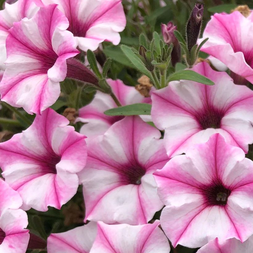 Tarhapetunia Supertunia Pink Star (Kukinta)