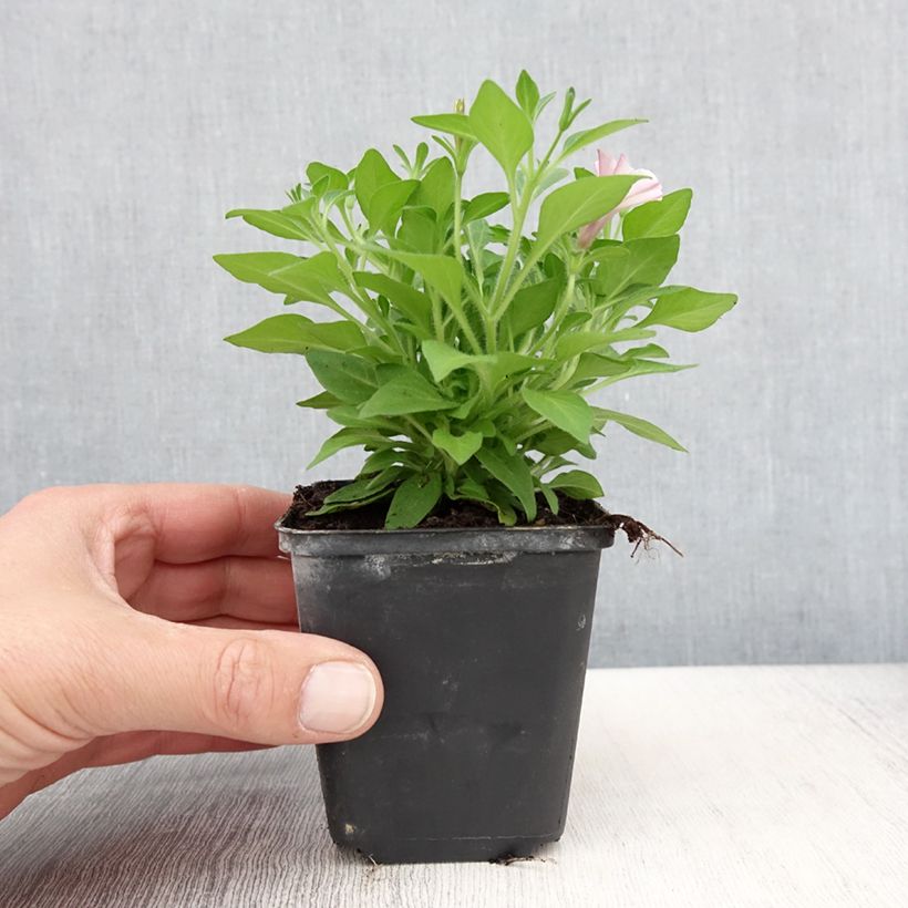 Esimerkki keväällä toimitetusta Pétunia Supertunia Pink Star Godet de 8/9 cm-taimesta