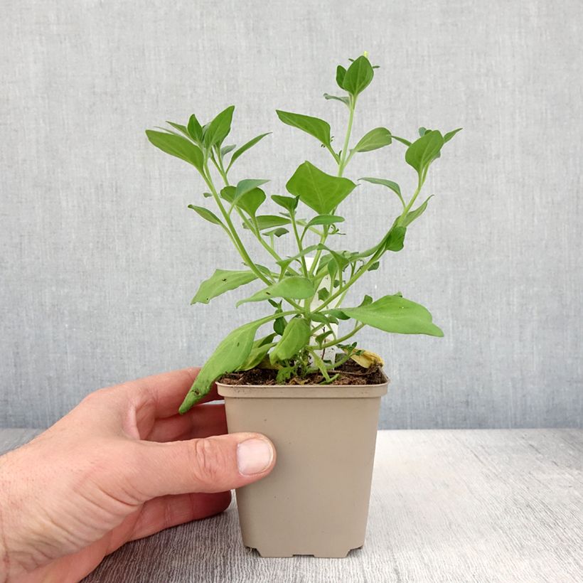 Esimerkki keväällä toimitetusta Tarhapetunia Supertunia Vista Bubblegum Pot de 10 cm/11cm-taimesta
