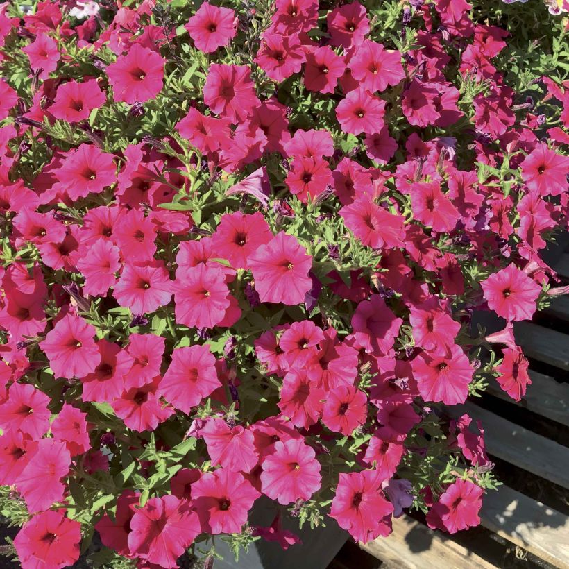 Tarhapetunia Supertunia Vista Paradise (Kukinta)
