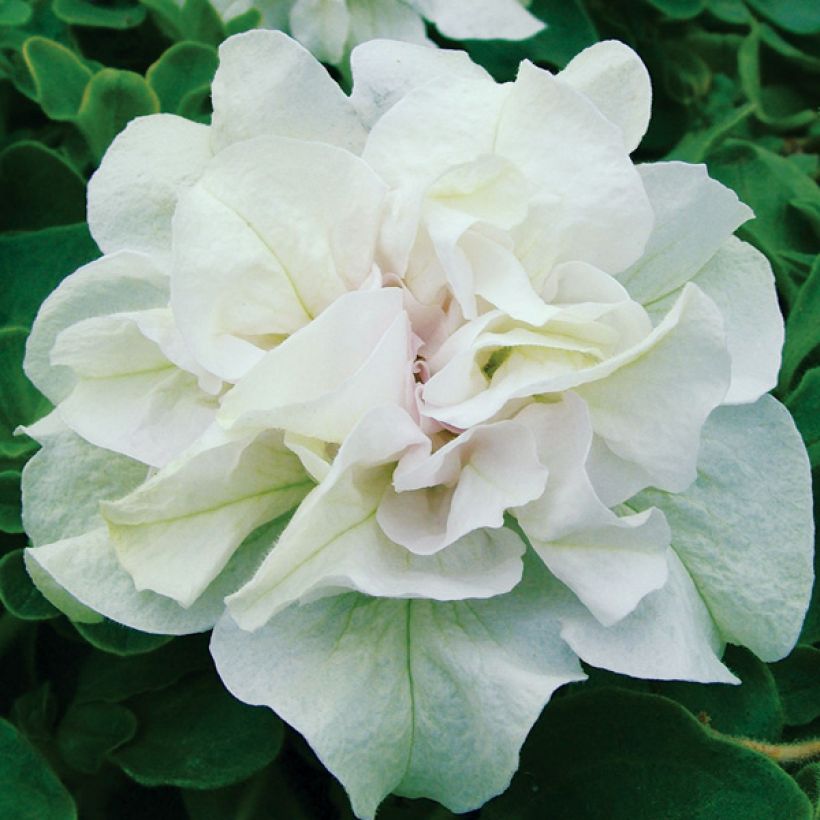 Riippapetunia Tumbelina Diana (Kukinta)