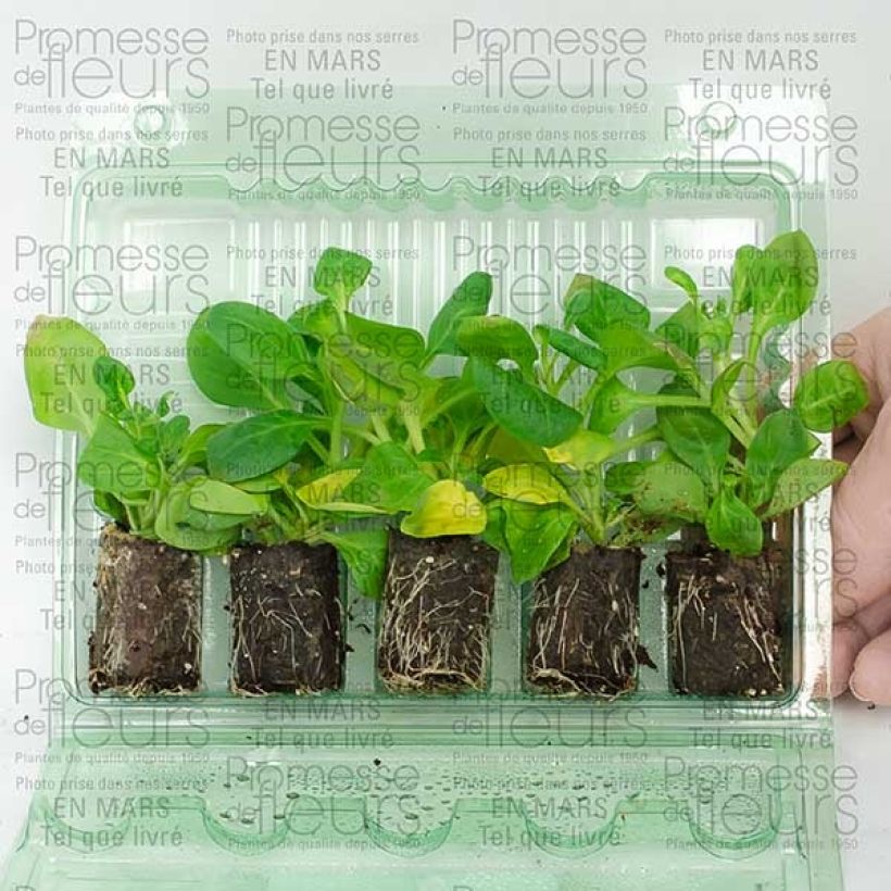 Esimerkki toimitetusta Riippapetunia Conchita Doble Lavender Mini-motte Ø 3/4 cm-taimesta