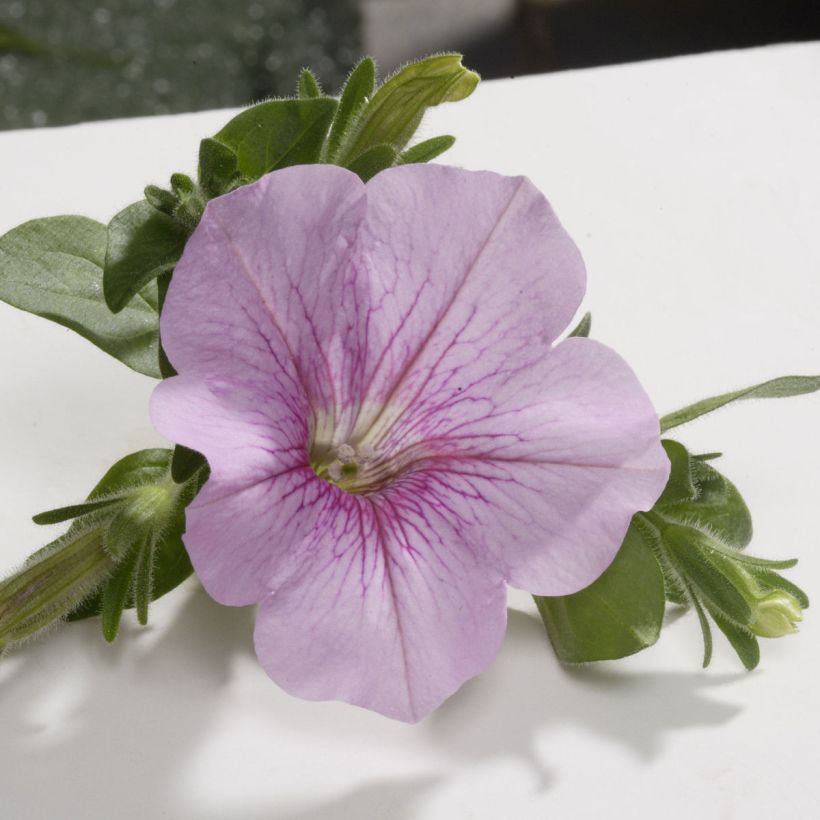 Riippapetunia Sweet Pink (Kukinta)