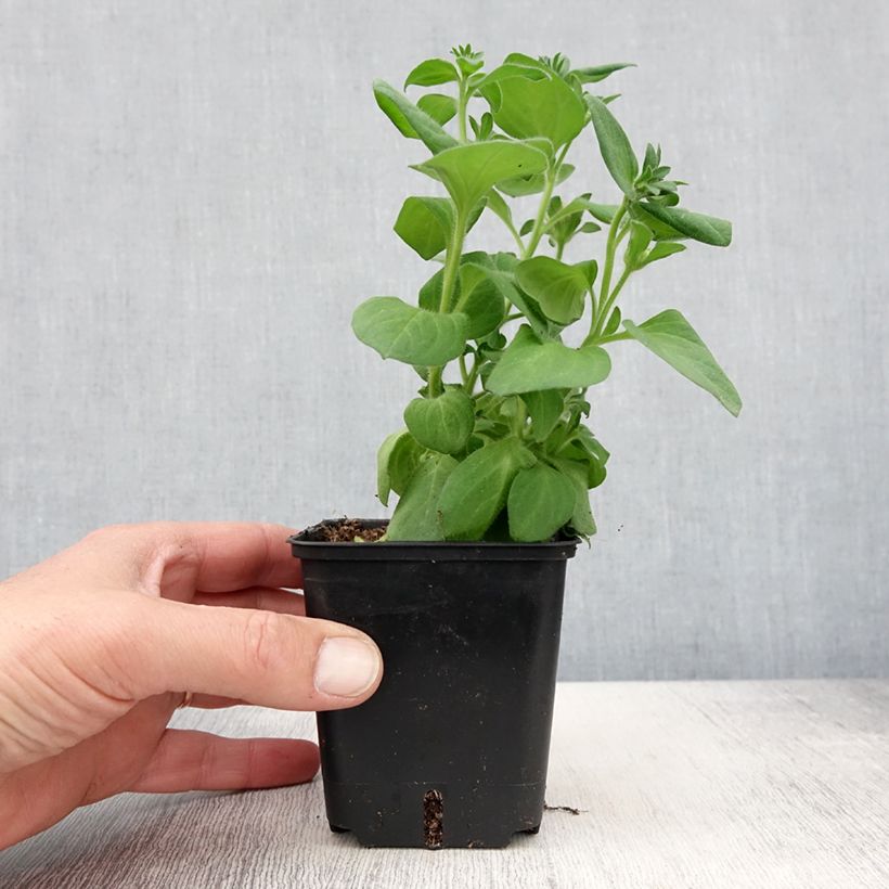 Esimerkki keväällä toimitetusta Riippapetunia Tumbelina Candyfloss Godet de 8/9 cm-taimesta