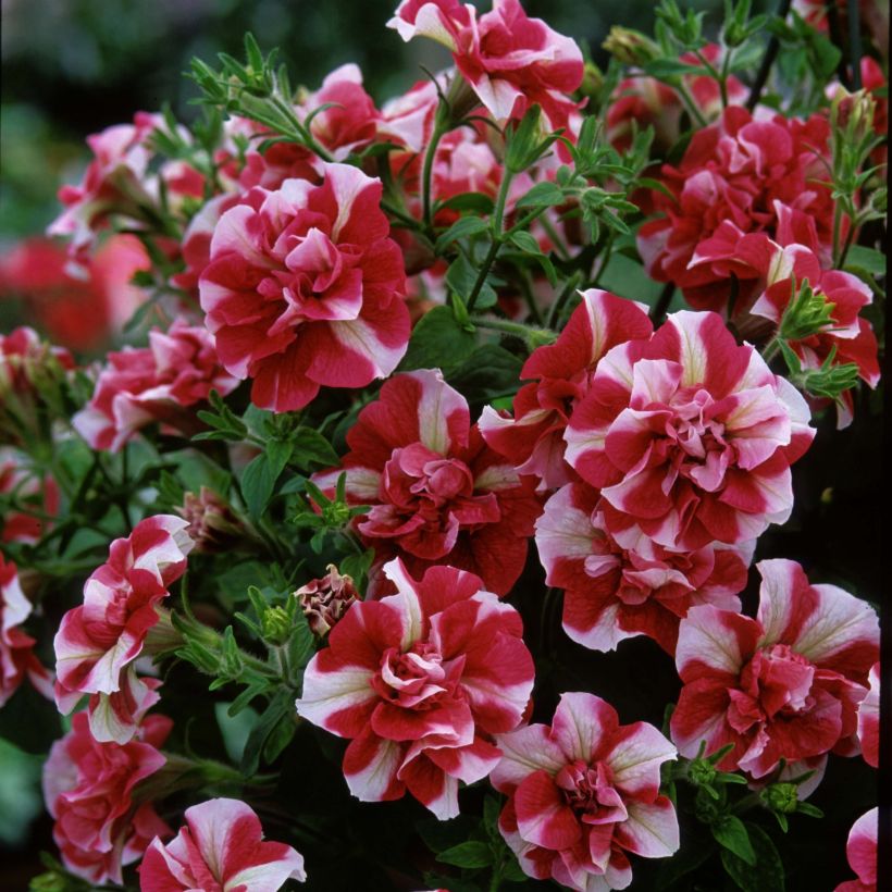 Tarhapetunia Tumbelina Cherry Ripple (Kukinta)