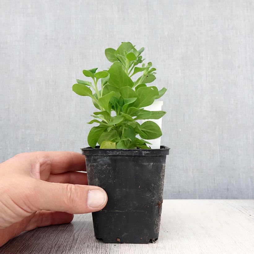Esimerkki keväällä toimitetusta Riippapetunia Tumbelina Diana Godet de 8/9 cm-taimesta
