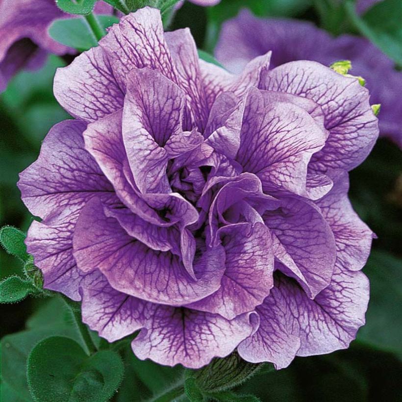 Tarhapetunia Tumbelina Priscilla (Kukinta)