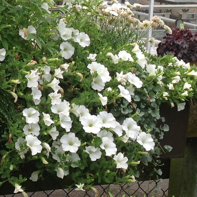 Riippapetunia Snow (Kasvutapa)