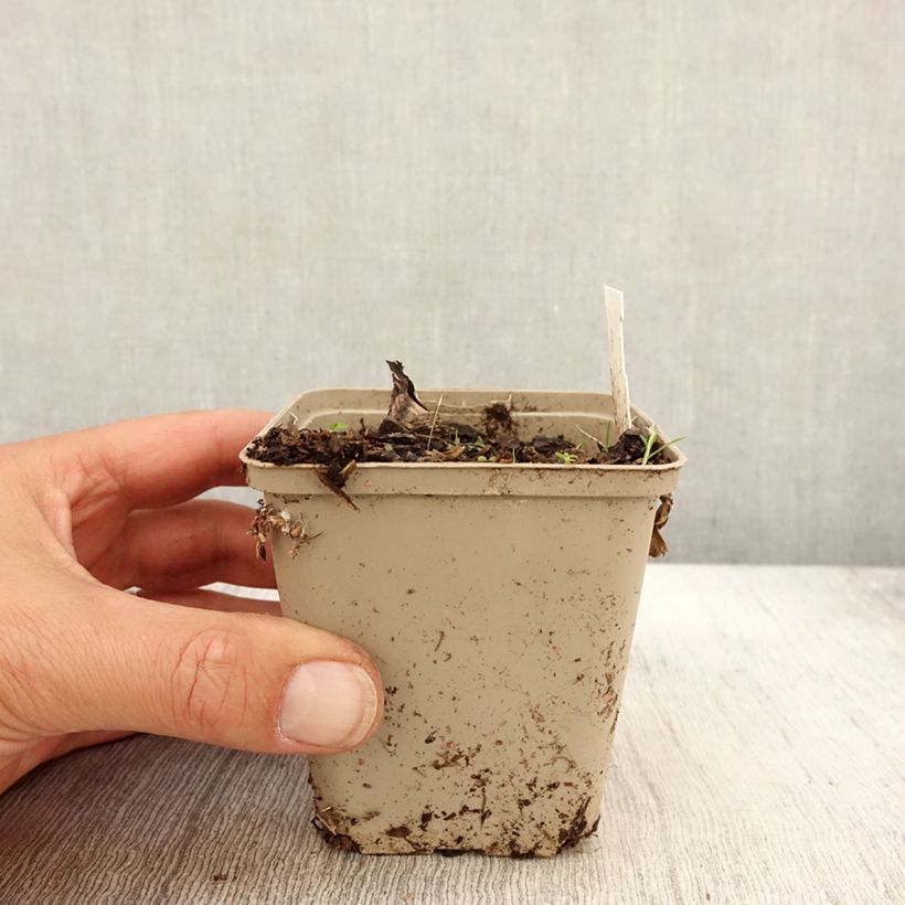 Esimerkki syksyllä toimitetusta Rohtosuoputki Daphnis 8/9 cm taimiruukku-taimesta