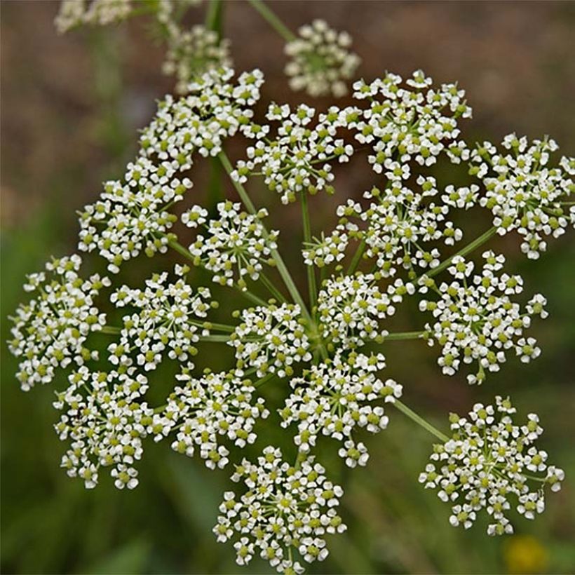 Peucedanum rablense (Kukinta)