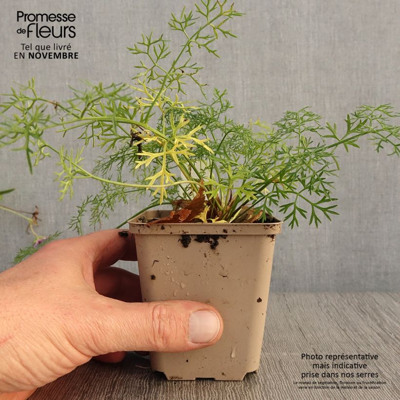 Esimerkki syksyllä toimitetusta Peucedanum rablense 8/9 cm taimiruukku-taimesta