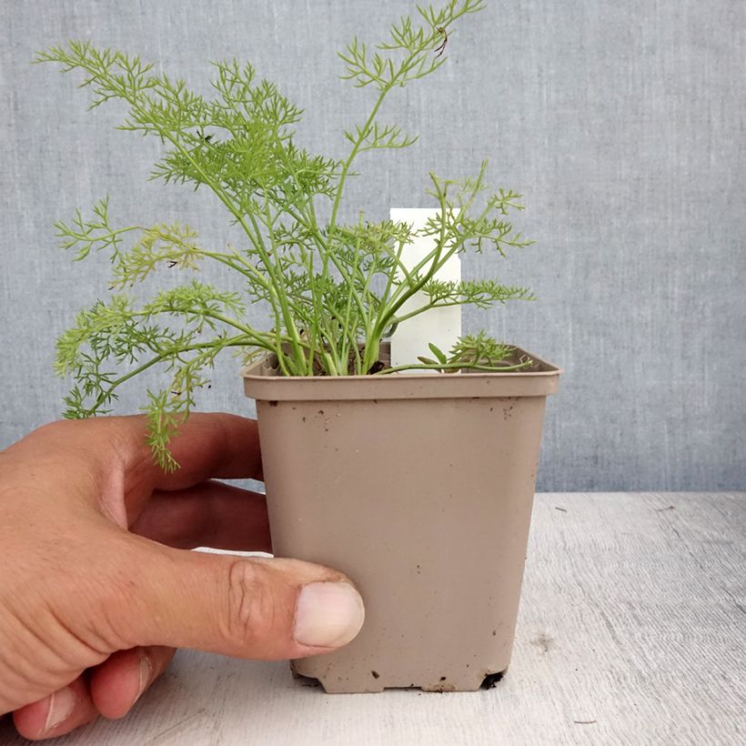 Esimerkki kesällä toimitetusta Peucedanum rablense Taimiruukku 8/9 cm-taimesta