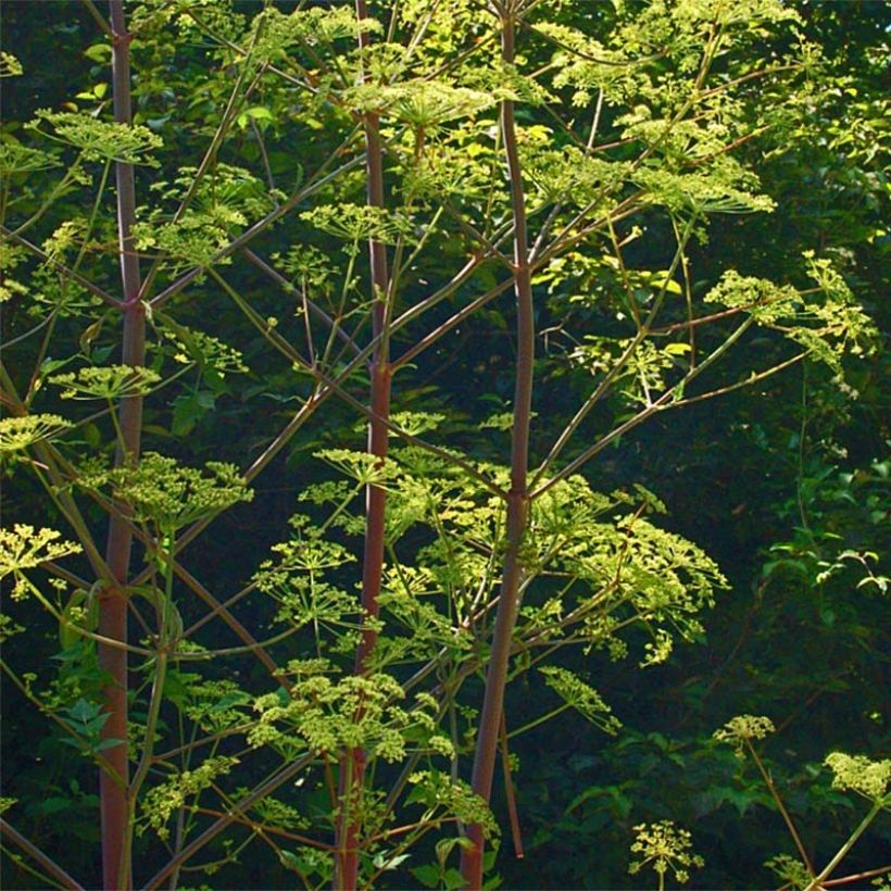 Peucedanum verticillare (Kasvutapa)