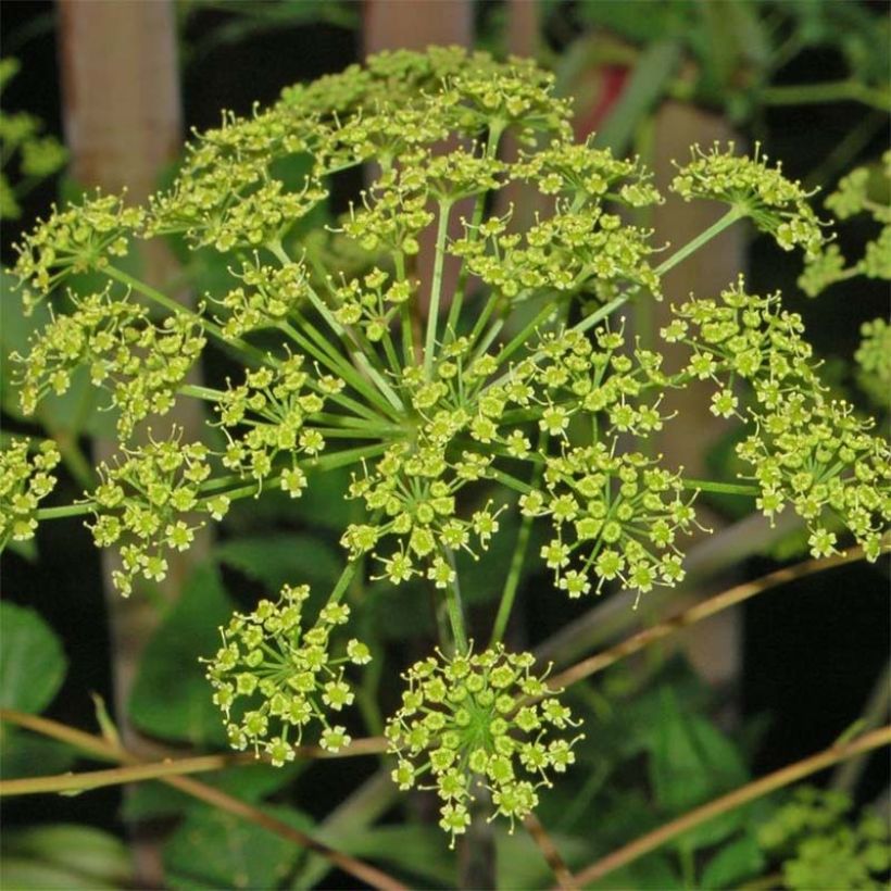 Peucedanum verticillare (Kukinta)