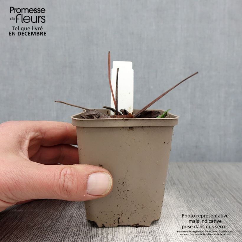Esimerkki syksyllä toimitetusta Peucedanum verticillare 8/9 cm taimiruukku-taimesta