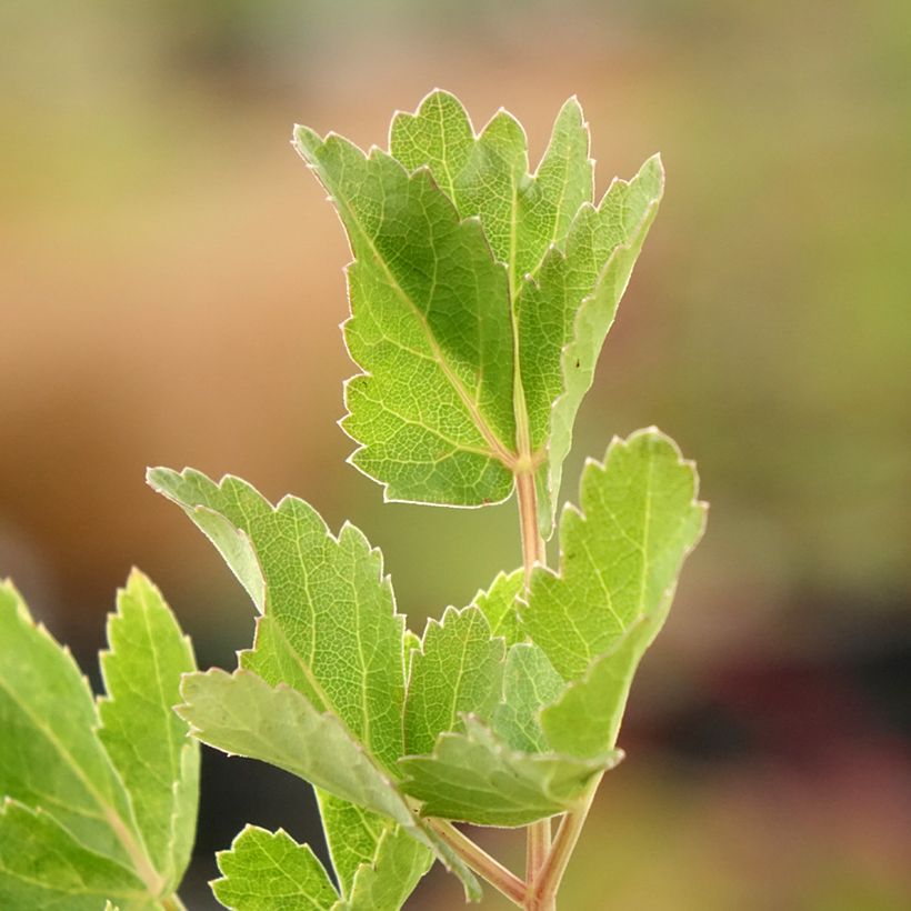 Peucedanum verticillare (Lehvistö)
