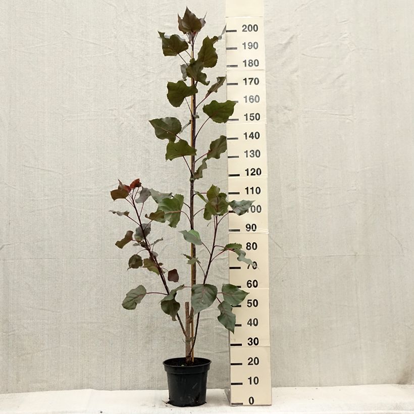 Esimerkki kesällä toimitetusta Amerikanmustapoppeli Fuego Pot de 7,5L/10L-taimesta