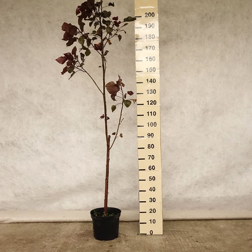 Esimerkki kesällä toimitetusta Amerikanmustapoppeli Purple Tower Pot de 4L/5L-taimesta