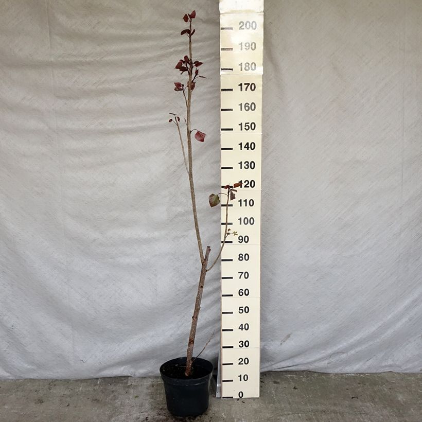 Example of Amerikanmustapoppeli Purple Tower Pot de 4L/5L as you get in printemps